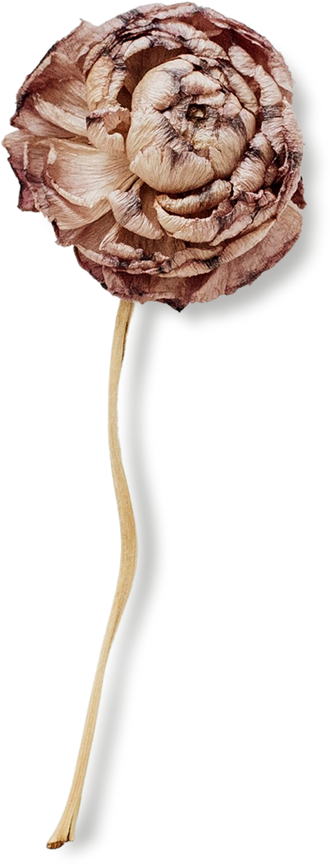 Isolated Dried Flower